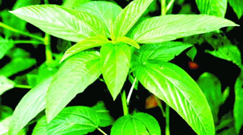 ২২ বছরের গবেষণা : পাটের পাতা থেকে চা উদ্ভাবন