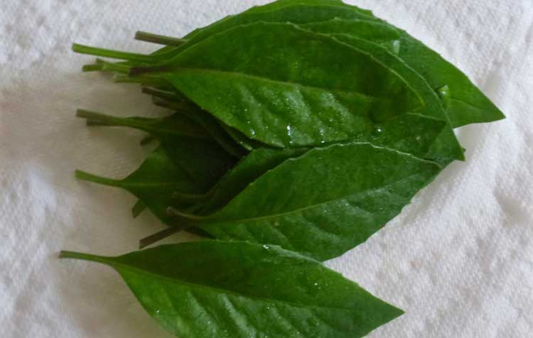 ডায়াবেটিস রোগীদের জন্য সুখবর!