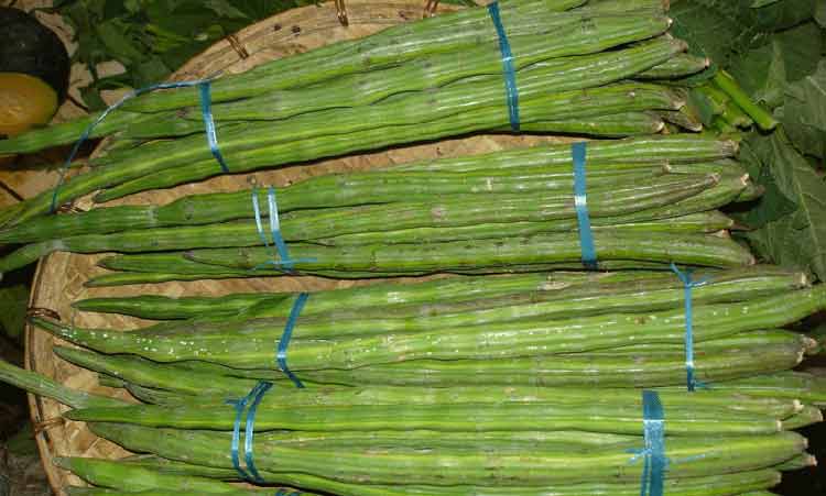 সজিনার ঔষধিগুণ