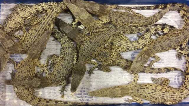 বিমানবন্দরে ৫০ কুমির জব্দ